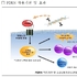 해조류의 PDRN 소재 화장품 개발