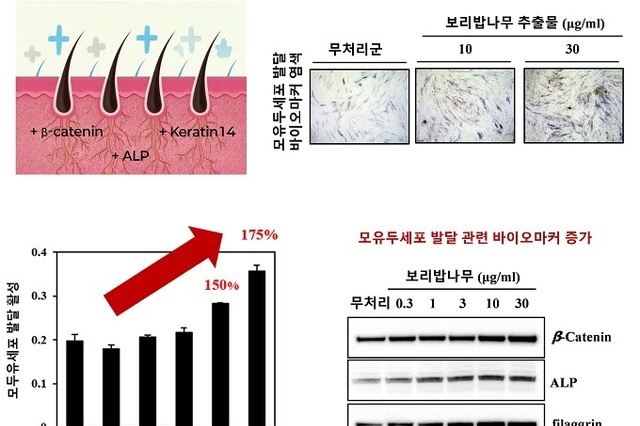 국내 자생 보리밥나무, 탈모예방 효과 확인