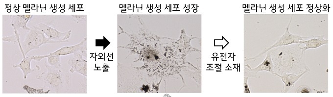 유전자 조절성분의 자외선에 의한 멜라닌 색소 생성 세포 성장 억제 효과.