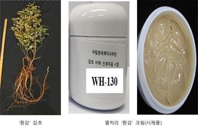 농업진흥청이 개발한 감초 품종 '원감'.