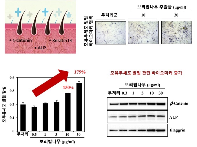 보리밥나무 효능.