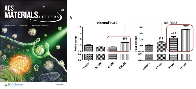 ACS 학술지 표지 및 NR-EGF, NR-FGF2 연구 결과.